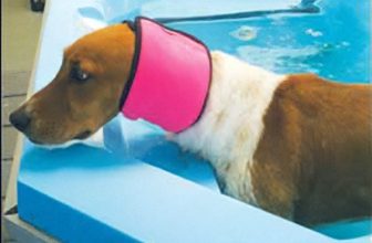Dog Ear Plugs, Ear Covers, and Snoods