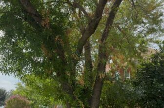 Drought Stress on an Ash Tree | Keller, Texas