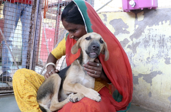 Vehicles drove around this dying puppy…