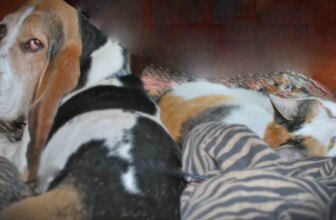 I met Elvis at Cat House and he took me home. Based on a true story. — Dog Diary