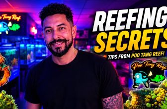 Inside Poo Tang Reefs: High-Density Micro-Aquaculture, Automated Precision, and Commercial-Grade Standards | Reef Builders