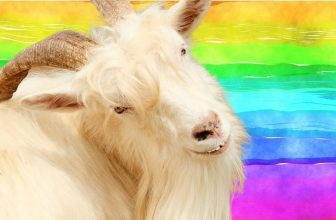 WATCH: 9 Reasons Why Brands Are Banning Mohair