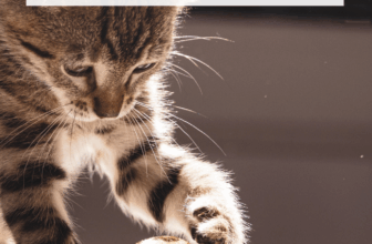 How to Keep Your Cat Entertained While Working from Home