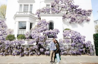 Best London Wistera Spots + Map
