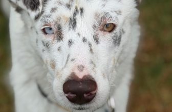 Leo-CA – Deaf Dogs Rock