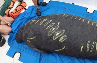 Manatee Tracking – Ceelo – Clearwater Marine Aquarium