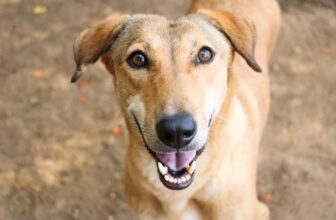 Izzy – Animal Aid Unlimited
