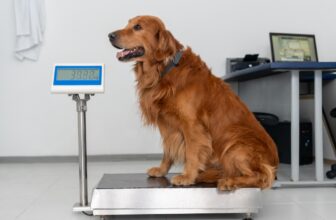 Dog Weight Management: Diet & Exercise Tips