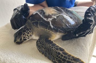 Sea Turtle Hospital Patient – Medusa