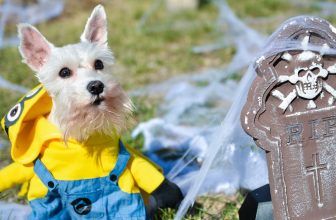 8 Tips to Keep Your Dog Safe on Halloween