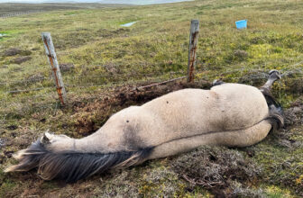 Live, Please Live! | My Shetland