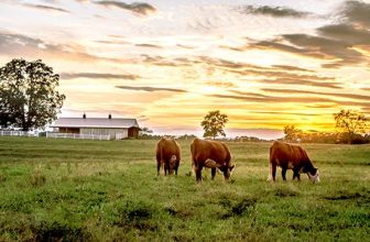 Protect pasture, rangeland, forage supplies with PRF coverage