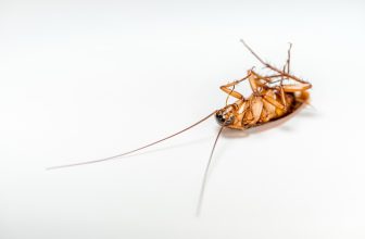 How Does Pest Control Incorporate Resistance Management Principles to Maintain Treatment Effectiveness Across Repeated Intervention Cycles?