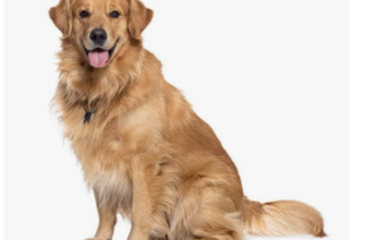 Why Professional Dog Training Matters for Emotional Support Animals