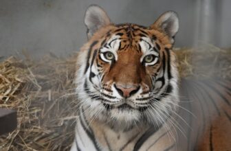 Oakland Zoo Welcomes New Tiger Rescue
