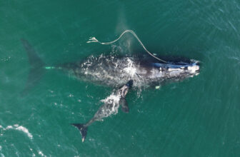 Congress Should Not Delay North Atlantic Right Whale Protections