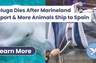 Beluga Dies After Marineland Export as 2 Belugas & 4 Dolphins Are Shipped to Spain