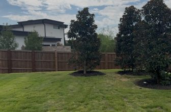 Establishing Newly Planted Southern Magnolia Trees | Proper Watering in Southlake, Texas