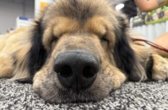 9 Dog Trends That Stood Out at SUPERZOO 2026
