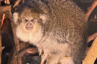New Bolivian Gray Titi Monkey at Lincoln Park Zoo