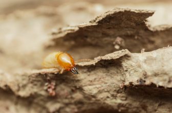 What Foraging Competition Factors Influence Station Discovery Rates During Termite Baiting Programs?