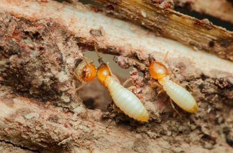 How Does Termite Baiting Account for Colony Fragmentation Risks When Designing Long-Term Monitoring and Elimination Strategies?