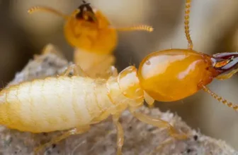 Termite Control in Castroville, TX: Stop the Damage Before It Spreads iPest Solutions | Waco, San Antonio, College Station