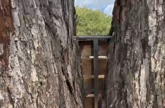 Texas Pecan Tree Cabling & Bracing for Codominant Stems | Roanoke, Texas