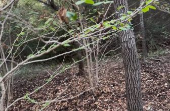 The Importance of Soil Samples for Plant Healthcare | Westover Hills, Texas