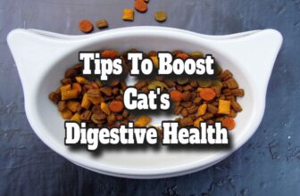 Tips to Boost Your Cat’s Digestive Health