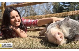 Farm for Abused Farm Animals—Cooking Up a Story