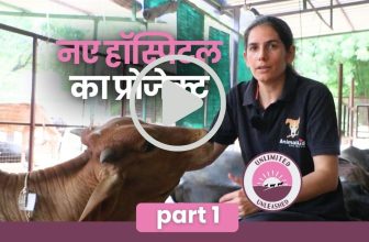 Behind the scenes at Animal Aid: why we need Unlimited Unleashed