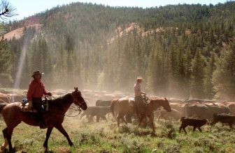 Farmers Renew Call to End Increased Beef Imports | News Release