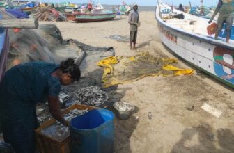 Silt, Sea and Coastal Engineering
