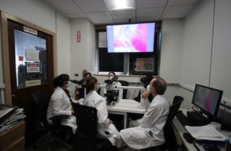 What Is Peer Review? How AMC Veterinarians Advance Veterinary Medicine