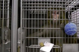 Three More of the University of Washington’s Worst Monkey Experimenters