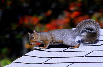 Winter Season Squirrel Problems