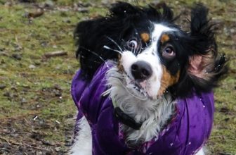 The 25 Most Awkward Dogs of All Time
