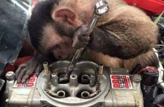 Maintenance Open Thread – Lawyers, Guns & Money