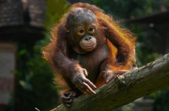 Indonesia to bring back five young orangutans found in India