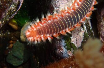 Meet the Bearded Fireworm for Reefs