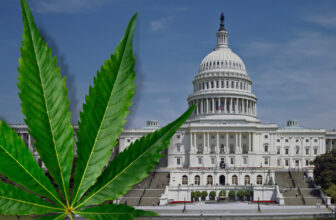 Congress Delays Federal Hemp Ban Until December 11