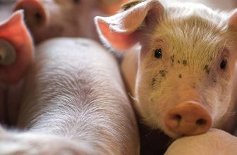 Five ways you can help farmed animals right now