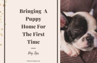 Bringing A Puppy Home For The First Time (Tips Every New Dog Owner Needs To Know)