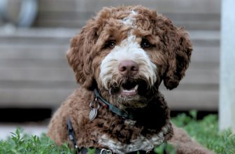 The Chocolate Goldendoodle: The Complete Guide