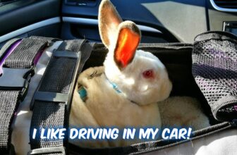 I like driving in my car!