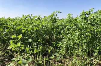Achieving Clean Water and Climate Goals through Healthy Soils Management in the Irrigated Lands Regulatory Program | CalCAN