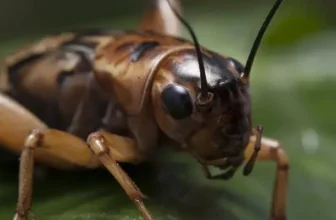 How to Get Rid of Crickets in Waco, TX (For Good) iPest Solutions | Waco, San Antonio, College Station