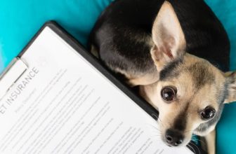 Guide for New Pet Owners — How Much Is Dog Insurance?