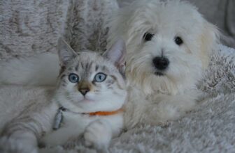 Pet Parasites in Your Home